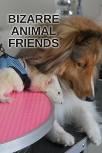 Bizarre Animal Friends