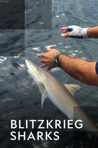 Blitzkrieg Sharks