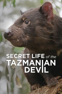 Secret Life of the Tasmanian Devil
