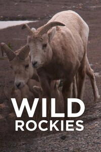 Wild Rockies