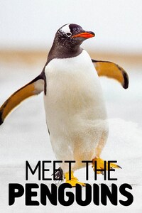 Meet The Penguins