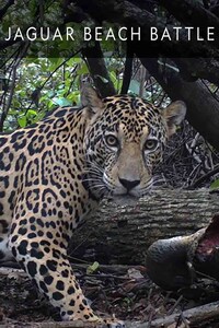 Jaguar Beach Battle