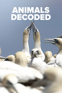 Animals Decoded