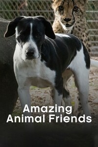 Amazing Animal Friends