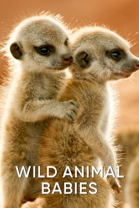 Wild Animal Babies