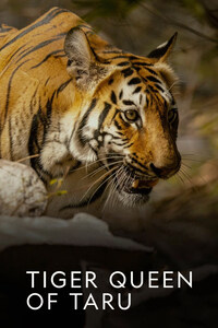 Tiger Queen of Taru