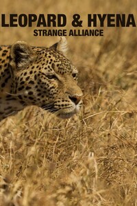Leopard & Hyena: Strange Alliance