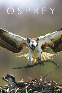 Osprey