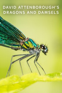 David Attenborough's Dragons and Damsels