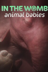 In the Womb: Animal Babies
