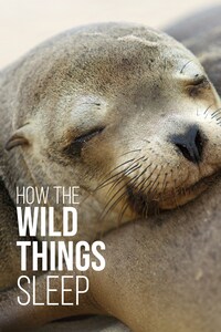 How the Wild Things Sleep