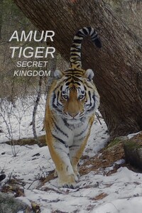 Amur Tiger: Secret Kingdom
