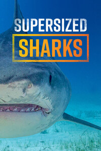 Supersized Sharks