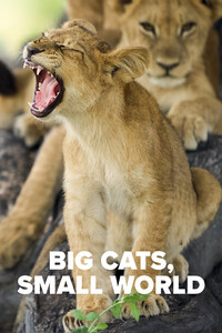 Big Cats Small World