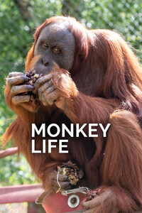 Monkey Life