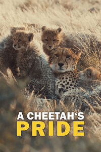 A Cheetah's Pride