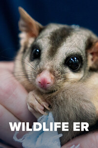 Wildlife ER