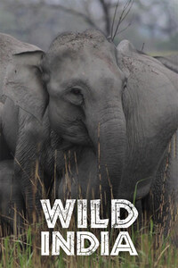 Wild India