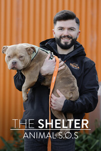 The Shelter: Animal SOS