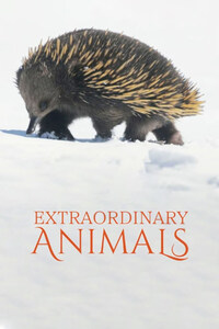 Extraordinary Animals