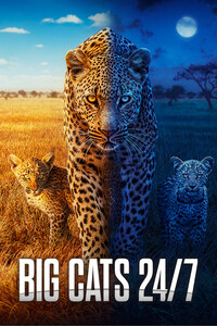 Big Cats 24/7