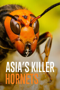 Asia's Killer Hornets