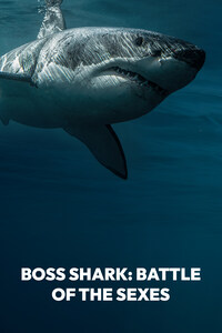Boss Shark: Battle of the Sexes