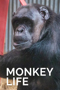 Monkey Life