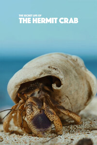 The Secret Life of the Hermit Crab