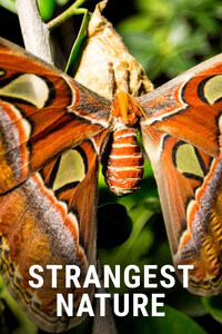 Strangest Nature