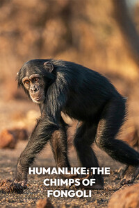 Humanlike: The Chimps of Fongoli