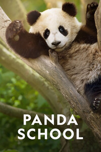 Panda School