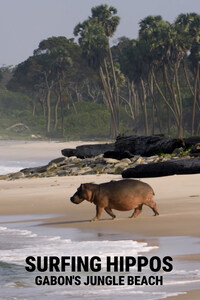 Surfing Hippos - Gabon's Jungle Beach