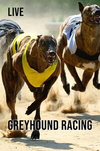 Live: Greyhound Racing